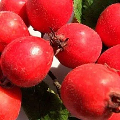 Боярышник КРУПНОПЛОДНЫЙ  Боярышник КРУПНОПЛОДНЫЙ в Калуге