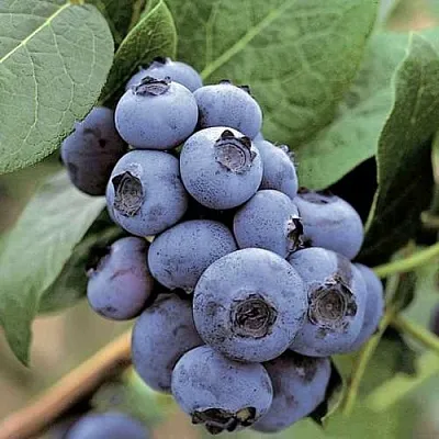 Голубика ПАТРИОТ  Голубика ПАТРИОТ в Калуге