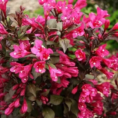 Вейгела БЛЭК РУБИ  Вейгела БЛЭК РУБИ в Калуге