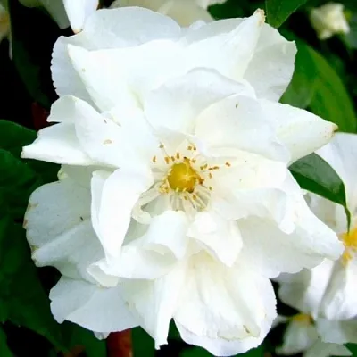 Жасмин РОЗАЦЕ  Жасмин РОЗАЦЕ в Калуге