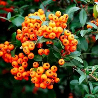 Пираканта ОРАНЖ ГЛОУ  Пираканта ОРАНЖ ГЛОУ в Калуге