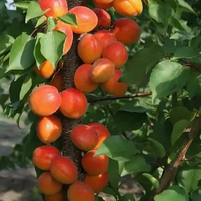 Абрикос ЗВЕЗДНЫЙ колонновидный  Абрикос ЗВЕЗДНЫЙ колонновидный в Калуге