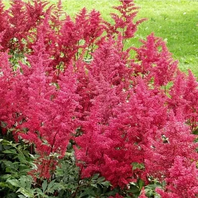 Астильба СКАЙСКРЕЙПЕР китайская в Калуге