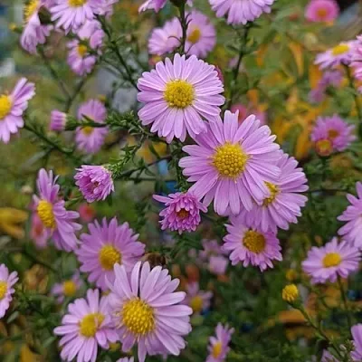 Астра СТРОУБЕРРИ ЭНД КРИМ новобельгийская в Калуге