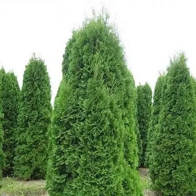 Туя КОЛУМНА западная в Калуге