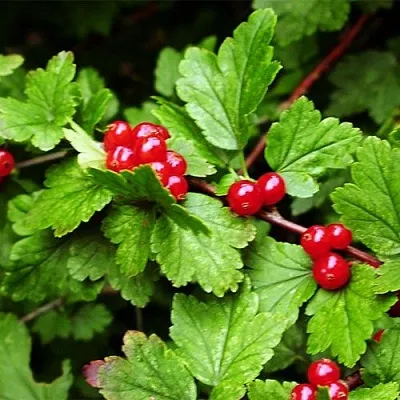 Смородина альпийская  Смородина альпийская в Калуге