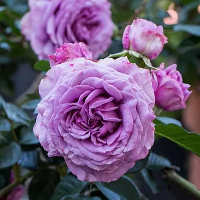 Саженцы роз СИЛЬВЕР КВИК плетистая  Саженцы роз СИЛЬВЕР КВИК плетистая в Калуге