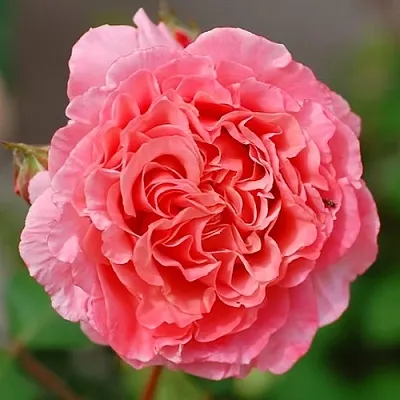 Саженцы роз ЛОРАН КАБРОЛЬ шраб  Саженцы роз ЛОРАН КАБРОЛЬ шраб в Калуге