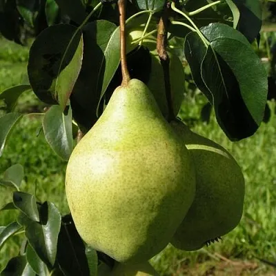 Груша МИНСКАЯ колонновидная  Груша МИНСКАЯ колонновидная в Калуге