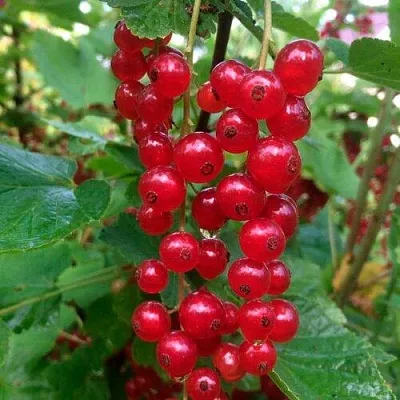 Смородина красная КОНСТАНТИНОВСКАЯ в Калуге