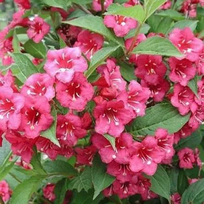 Вейгела БРИСТОЛЬ РУБИ в Калуге