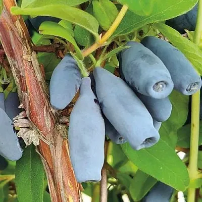 Жимолость съедобная ВОСТОРГ  Жимолость съедобная ВОСТОРГ в Калуге