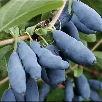 Жимолость съедобная СИНИЙ ШАРИК  Жимолость съедобная СИНИЙ ШАРИК в Калуге