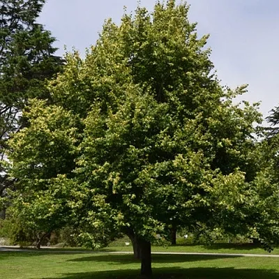 Липа сердцевидная  Липа сердцевидная в Калуге