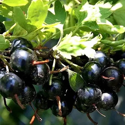 Золотистая  Золотистая в Калуге