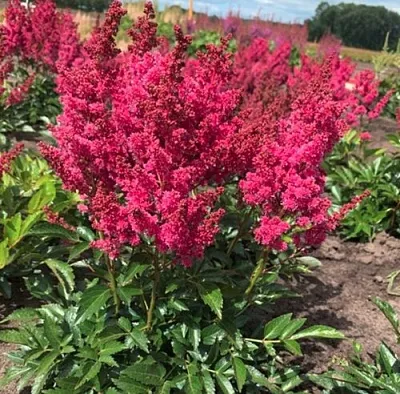 Астильба ЛАКИ ДЕЙ Арендса в Калуге