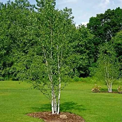 Береза бумажная  Береза бумажная в Калуге