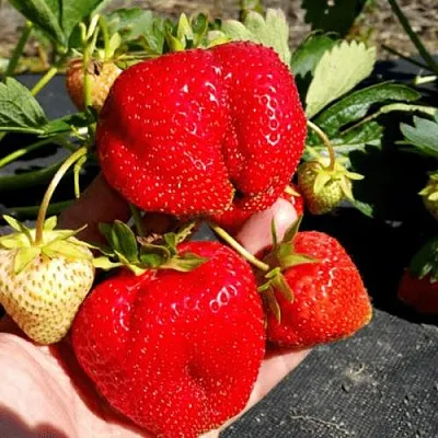 Клубника АПРИКА  Клубника АПРИКА в Калуге