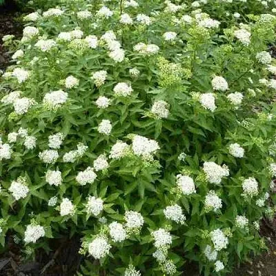 Спирея АЛЬБИФЛОРА японская  Спирея АЛЬБИФЛОРА японская в Калуге