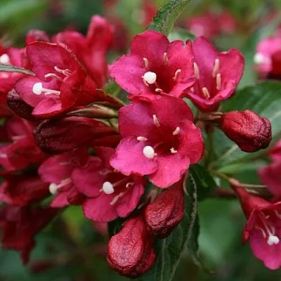 Вейгела ЕВА РАТКЕ  Вейгела ЕВА РАТКЕ в Калуге