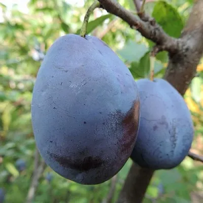 Слива АМЕРС  Слива АМЕРС в Калуге