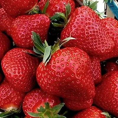 Клубника КЛЕРИ  Клубника КЛЕРИ в Калуге