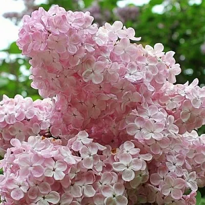 Сирень ВЕЧЕРНИЙ ЗВОН  Сирень ВЕЧЕРНИЙ ЗВОН в Калуге