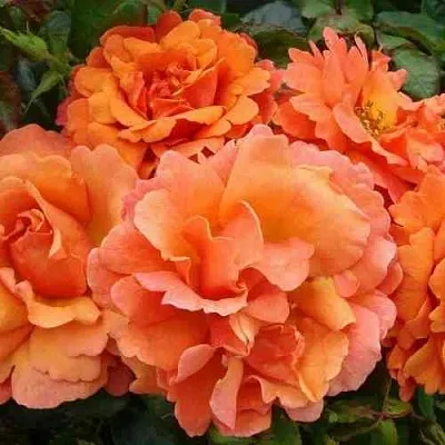 Саженцы роз БРИДЖ ОФ САЙЗ плетистая  Саженцы роз БРИДЖ ОФ САЙЗ плетистая в Калуге