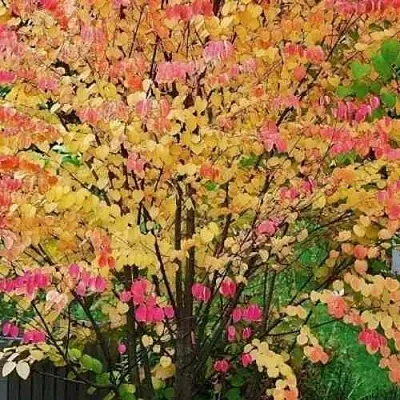 БАГРЯННИК японский  БАГРЯННИК японский в Калуге