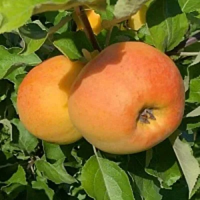 Яблоня АНТОНОВКА ЗОЛОТАЯ  Яблоня АНТОНОВКА ЗОЛОТАЯ в Калуге