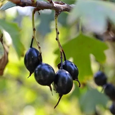 Смородина золотистая ДУСТЛИК  Смородина золотистая ДУСТЛИК в Калуге