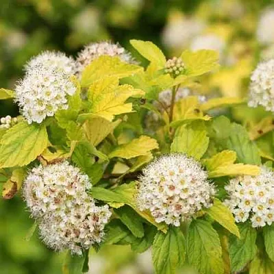 Пузыреплодник АНГЕЛ ГОЛД  Пузыреплодник АНГЕЛ ГОЛД в Калуге