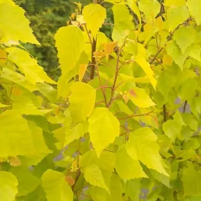 Берёза ГОЛДЕН ОБЕЛИСК повислая   Берёза ГОЛДЕН ОБЕЛИСК повислая  в Калуге