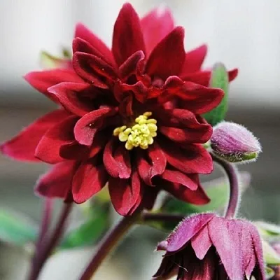 Аквилегия РУБИ ПОРТ обыкновенная в Калуге