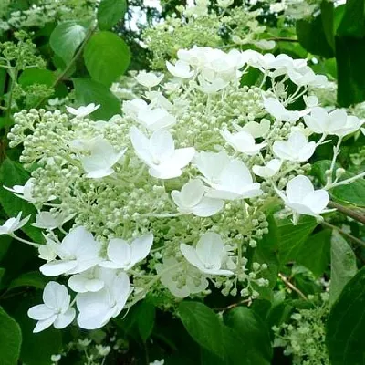 Гортензия УАЙТ ДОМ древовидная  Гортензия УАЙТ ДОМ древовидная в Калуге