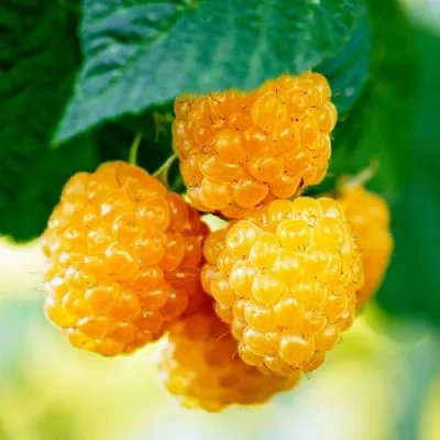 Малина МЕДОВАЯ в Калуге