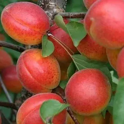 Абрикос НЬЮ-ДЖЕРСИ  Абрикос НЬЮ-ДЖЕРСИ в Калуге