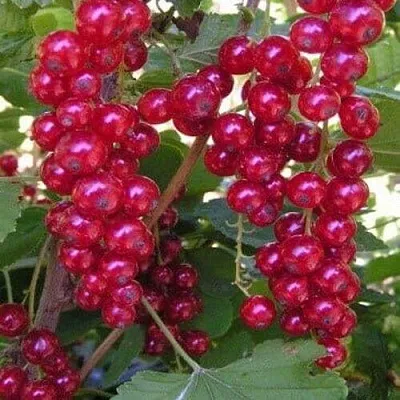 Смородина красная ПУРПУРНАЯ в Калуге