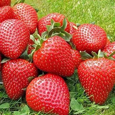 Клубника ЭЛИАНЕ в Калуге