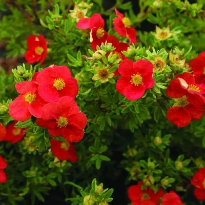 Лапчатка РЕД АЙС кустарниковая  Лапчатка РЕД АЙС кустарниковая в Калуге