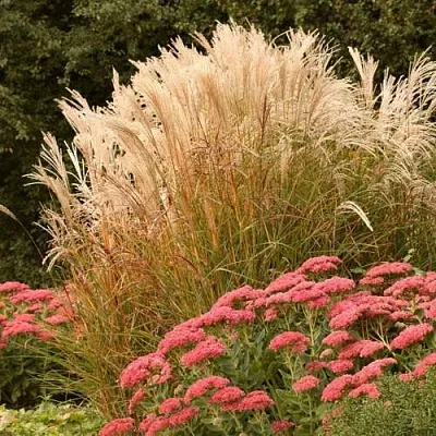 Злаки в Калуге