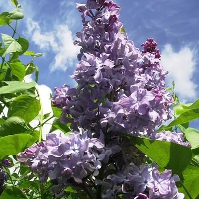 Сирень КРЫЛЬЯ НАДЕЖДЫ  Сирень КРЫЛЬЯ НАДЕЖДЫ в Калуге