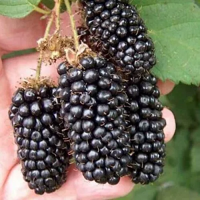 Ежевика ЛОХ НЕСС бесшипная в Калуге