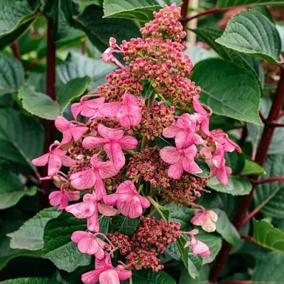 Гортензия ИНФИНИТИ метельчатая в Калуге