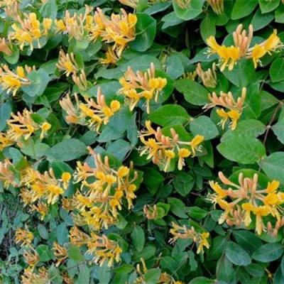 Жимолость ТЕЛЬМАНА в Калуге