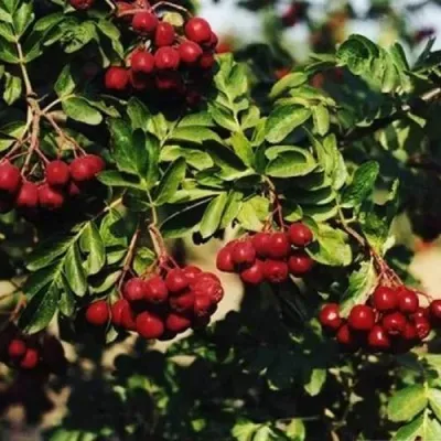 Рябина РУБИНОВАЯ сладкоплодная — описание сорта Рябина РУБИНОВАЯ сладкоплодная в Калуге