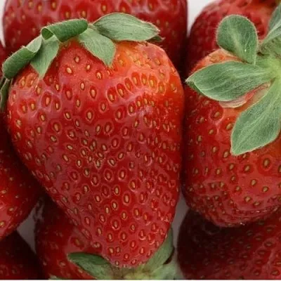 Клубника ФЛАМИНИЯ  Клубника ФЛАМИНИЯ в Калуге