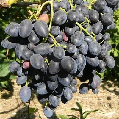 Виноград НАДЕЖДА АЗОС  Виноград НАДЕЖДА АЗОС в Калуге