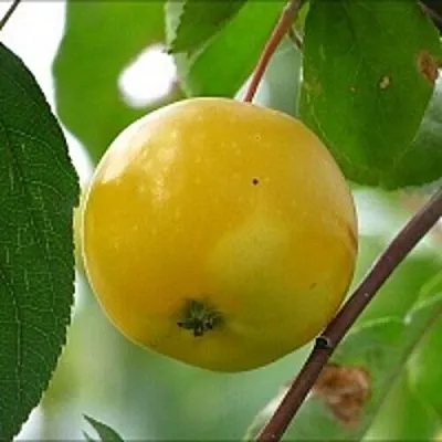 Яблоня КИТАЙКА ЖЁЛТАЯ колонновидная  Яблоня КИТАЙКА ЖЁЛТАЯ колонновидная в Калуге