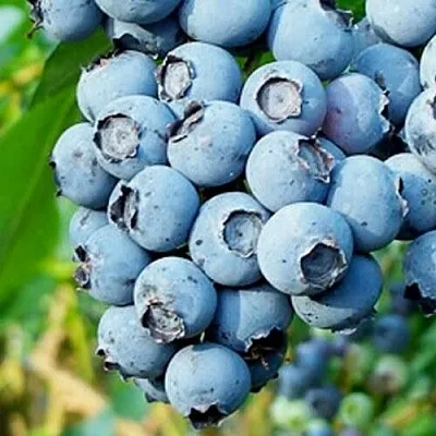 Голубика БРИГИТТА БЛЮ  Голубика БРИГИТТА БЛЮ в Калуге